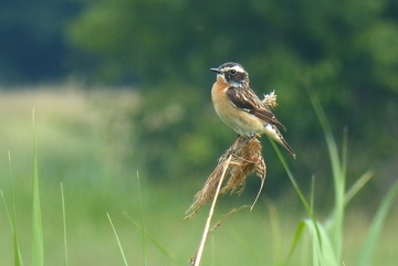 Braunkehlchen