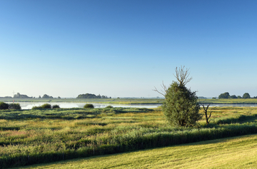 Deichvorland Meentefähr bei Bingum