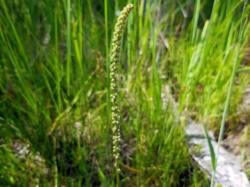 Strand-Dreizack - Triglochin maritima