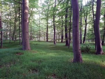 LRT 9130 - Waldmeister-Buchenwald, hier mit Dominanz des Einblütigen Perlgrases (Melica uniflora)