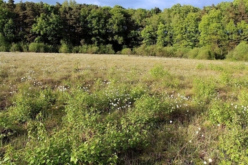 Lebendes Hochmoor in der Maujahnskuhle