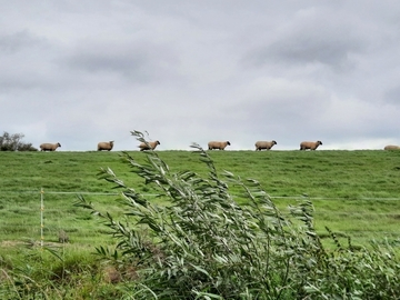 Schafe im LSG