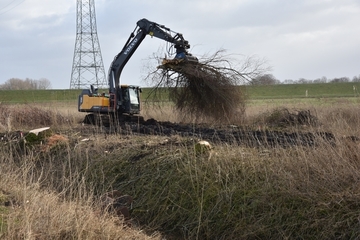 Gehölzentfernung im Polder