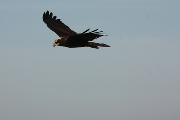 Vögel wie die Rohrweihe...