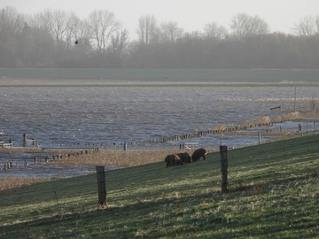 Schwein gehabt: Wildschweine flüchten vor dem steigenden Wasser am östlichen Belumer Sommerdeichpolder.