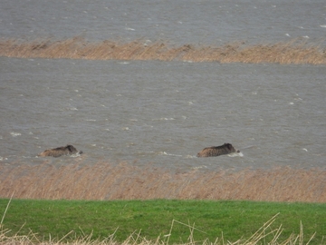 Erstaunlich gute Schwimmer: Wildschweine flüchten vor dem steigenden Wasser am östlichen Belumer Sommerdeichpolder.