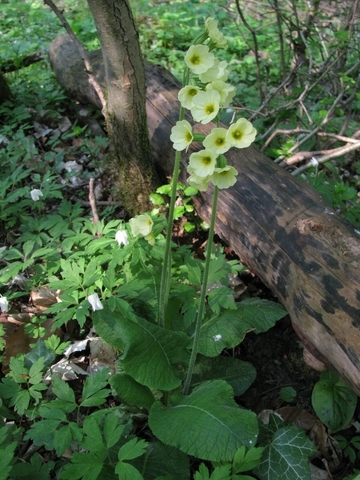 Hohe Schlüsselblume im Sorsumer Moor