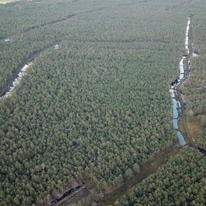 Waldbereiche Otternhagener Moor