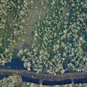 Senkrechtblick auf das Otternhagener Moor
