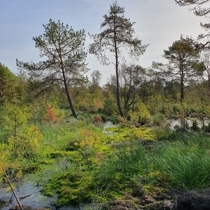 Otternhagener Moor