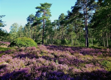 Sprötzer Heide mit Waldrand