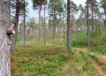 Sprötzer Heide mit Waldrand
