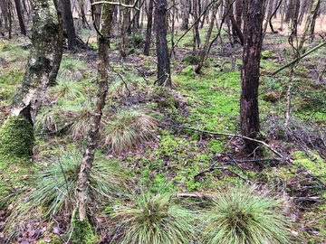 Durch einen Verschluss von Entwässerungsgräben und den Bau flacher Verwallungen im LIFE Projekt soll des Niederschlagswasser im Moor gehalten werden. So wird auch der Moorwald erhalten und Torfmoose & Co ziehen in der Krautschicht ein.