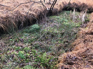 Durch das LIFE-Projekt soll der Wasserhaushalt der Projektgebiete großflächig stabilisiert werden. So bekommen Torfmoose und Wollgräser auf großer Fläche eine zweite Chance.