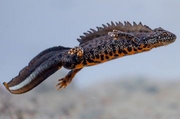 Kammmolch (Triturus cristatus)