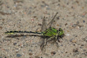 Grüne Flussjungfer (Ophiogomphus cecilia)