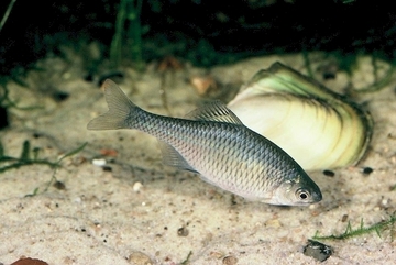Bitterling (Rhodeus amarus) und Teichmuschel (Anodonta anatina)