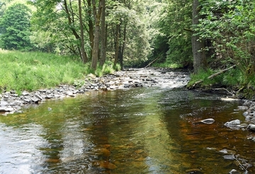Geröll- und sauerstoffreicher Berglandfluss im Harz (Sieber)