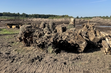 Der Einbau von Holzstubben in die Aller erhöht die Strömungsvielfalt.