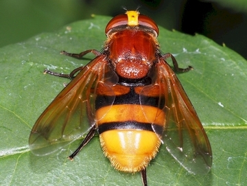 Hornissenschwebfliege (Volucella zonaria)