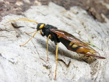 Riesenholzwespe (Urocerus gigas)