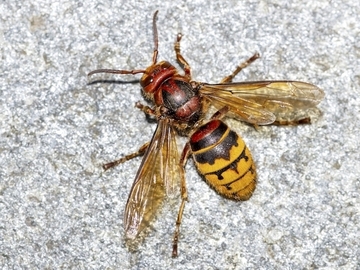 Europäische Hornisse (Vespa crabro)