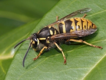 Gemeine Wespe (Vespula vulgaris)