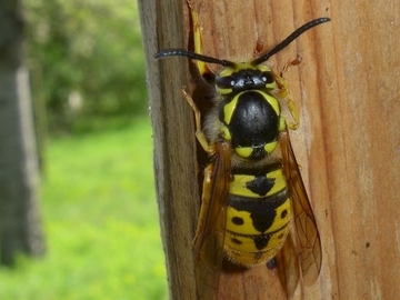 Deutsche Wespe (Vespula germanica)