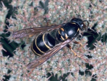 Mittlere Wespe (Dolichovespula media )