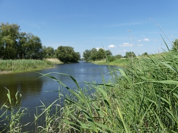 Priel im Vorland Hamburg-Kirchwerder bei Flut im Mai 2024