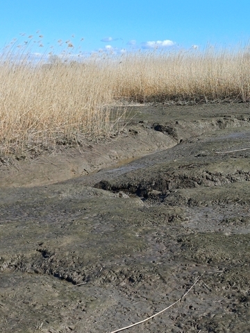 Prielneubildung im Brackwasserwatt des Tidepolders Luneplate an der Weser