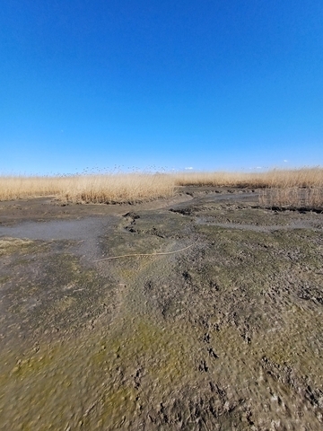 Erste pflanzliche Besiedler entlang der Priele im Tidepolder Luneplate sind Algen, am Ende wird sich das Schilf auf den meisten Flächen etablieren.