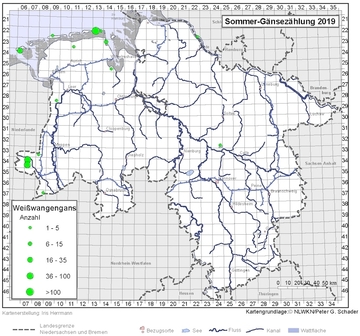 Weißwangengans 2019
