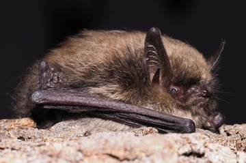 Kleine Bartfledermaus (Myotis mystacinus)