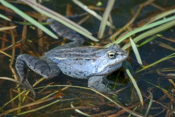 Moorfrosch