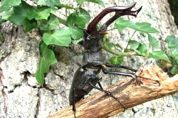 Hirschkäfer