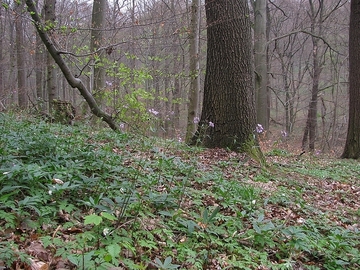 Altholzbestand - Frühjahrsaspekt