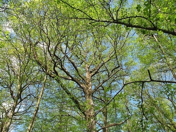 Kronen der Alteichen