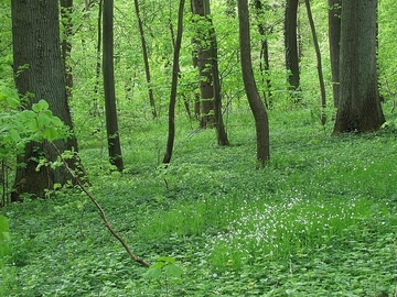 Altholzbestand - Frühjahrsaspekt