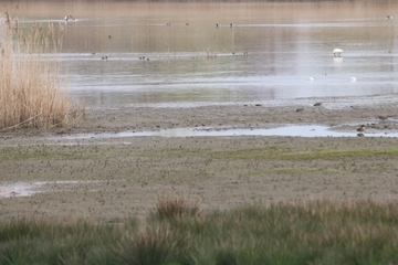 Der Tidepolder Coldemüntje gilt auf dem Festland neben dem Dollart und dem Holter Hammrich zu den Orten im Landkreis Leer, an denen Löffler zuverlässig beobachtet werden können.