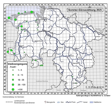 Weißwangengans 2025