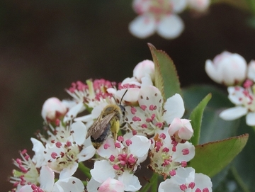 Apfelbeere (Aronia melanocarpa). Wunderschön und doch im Moor bei Gifhorn als invasiv zu betrachten. So ist die betroffene Fläche binnen weniger Jahre um das Fünffache angewachsen. (Mai 2015)