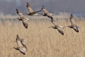 Von den Schlafplätzen in Flachwasserbereichen, fliegen die Vögel tagsüber zu ihren Nahrungsflächen.