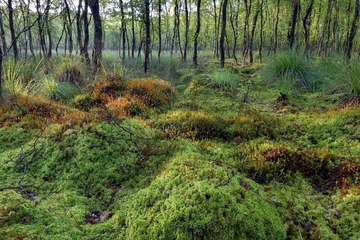 Das Kleine Bullenmeer, Lebensraumtyp Übergangs- und Schwingrasenmoor (7140) mit teilweise typischer Zwischenmoorvegetation wie z. B. Torfmoose, durchwachsen von Birken und Pfeifengras.