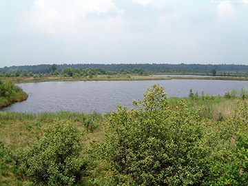 Foto aus dem Naturschutzgebiet Gildehauser Venn