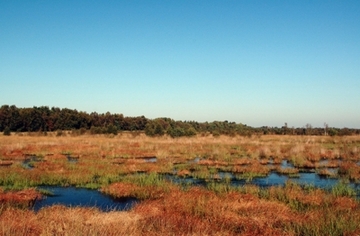 Stapeler Moor