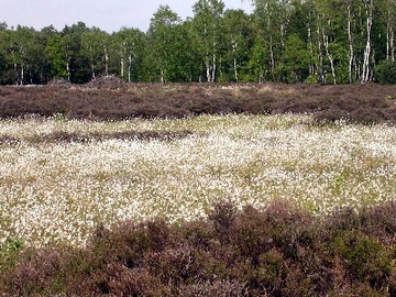 Hahlener Moor