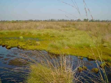 Barkenkuhlen im Ipweger Moor