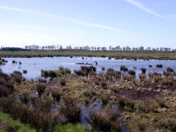 Barkenkuhlen im Ipweger Moor