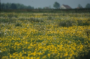 Flumm-Niederung